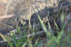 Passerculus sandwichensis beldingi