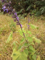 Salvia carnea
