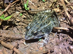 Leptodactylus fuscus