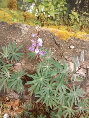 Lupinus montanus