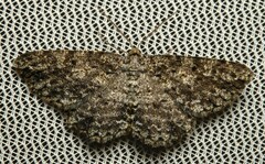 Thallogama nigraria