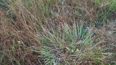 Solidago ptarmicoides
