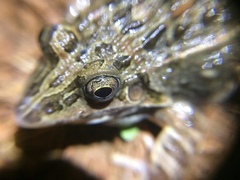 Leptodactylus fuscus