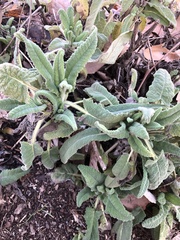 Salvia spathacea