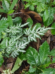 Pteris ensiformis
