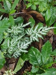 Pteris ensiformis