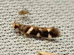 Macrobathra ceraunobola