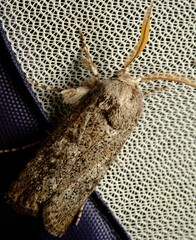 Cryptophasa irrorata