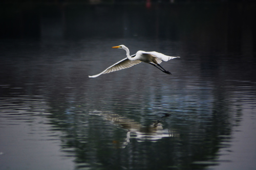 Great Egret
