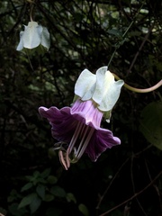Cobaea scandens