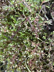 Crassula helmsii