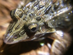 Leptodactylus fuscus