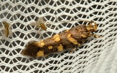 Macrobathra myriophthalma