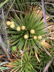 Eriocaulaceae