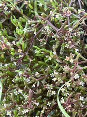 Crassula helmsii