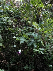 Cobaea scandens