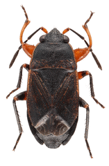 Trapezonotus arenarius