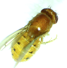 Drosophila falleni