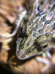 Leptodactylus fuscus