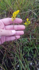 Solidago nemoralis decemflora