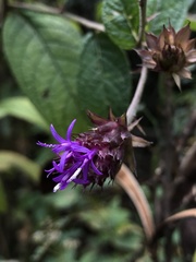 Vernonia alamanii