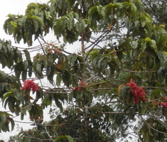 Triplaris americana