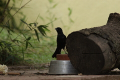 Tachyphonus coronatus