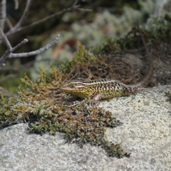 Liolaemus araucaniensis