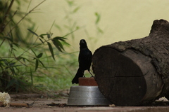 Tachyphonus coronatus