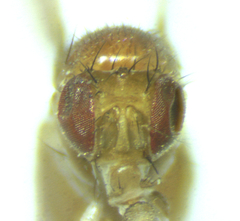 Drosophila falleni