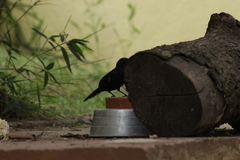 Tachyphonus coronatus