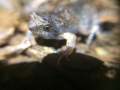 Physalaemus cuvieri