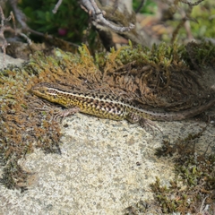 Liolaemus araucaniensis