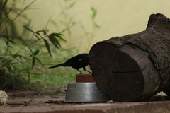 Tachyphonus coronatus