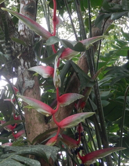 Heliconia chartacea