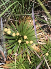 Eriocaulaceae