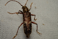 Phacodes