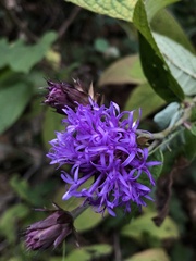Vernonia alamanii