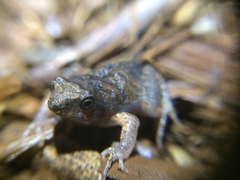 Physalaemus cuvieri