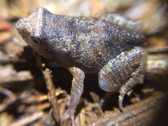Physalaemus cuvieri