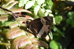 Pedaliodes pelinna