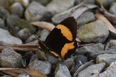 Pedaliodes pelinna