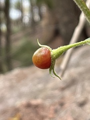 Solanum stelligerum