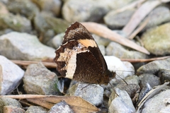 Pedaliodes pelinna