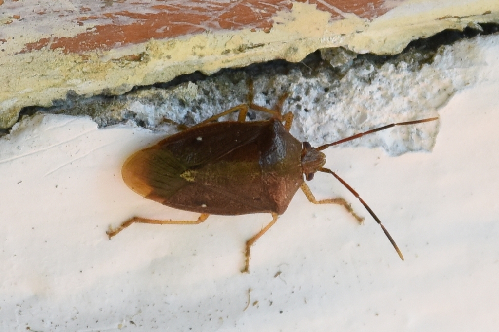 Tibilis