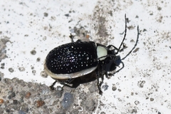 Asphaera albomarginata