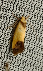 Crepidosceles timalphes