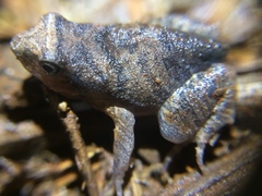 Physalaemus cuvieri