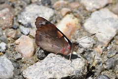 Orophila