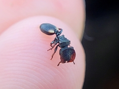 Cephalotes texanus